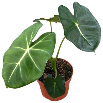 Alocasia micholitziana ROUND TYPE