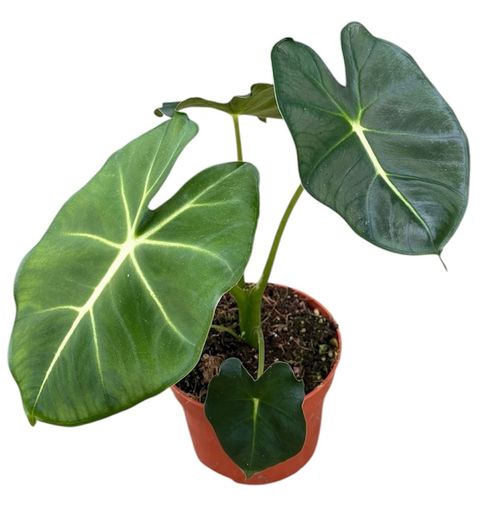 Alocasia micholitziana ROUND TYPE