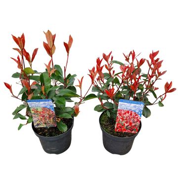 Photinia x fraseri MIX