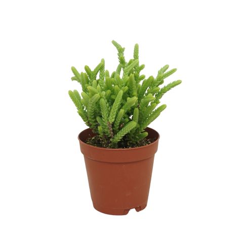 Crassula muscosa