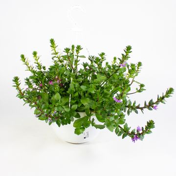 Scaevola aemula MIX IN POT