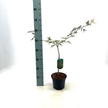 Acer palmatum 'Dissectum'