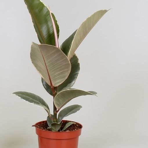 Ficus elastica 'Tineke'