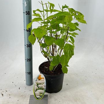 Hydrangea arborescens 'Annabelle'