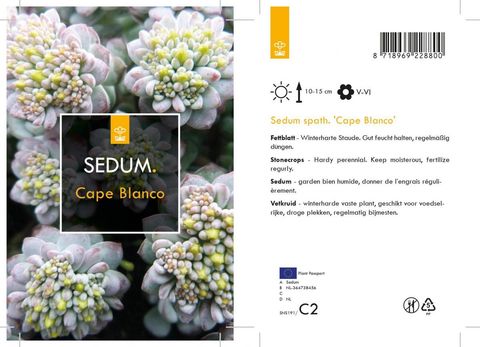 Sedum spathulifolium 'Cape Blanco'