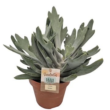 Cotyledon orbiculata 'Elk Horns'