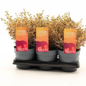 Coprosma 'Fire Burst'