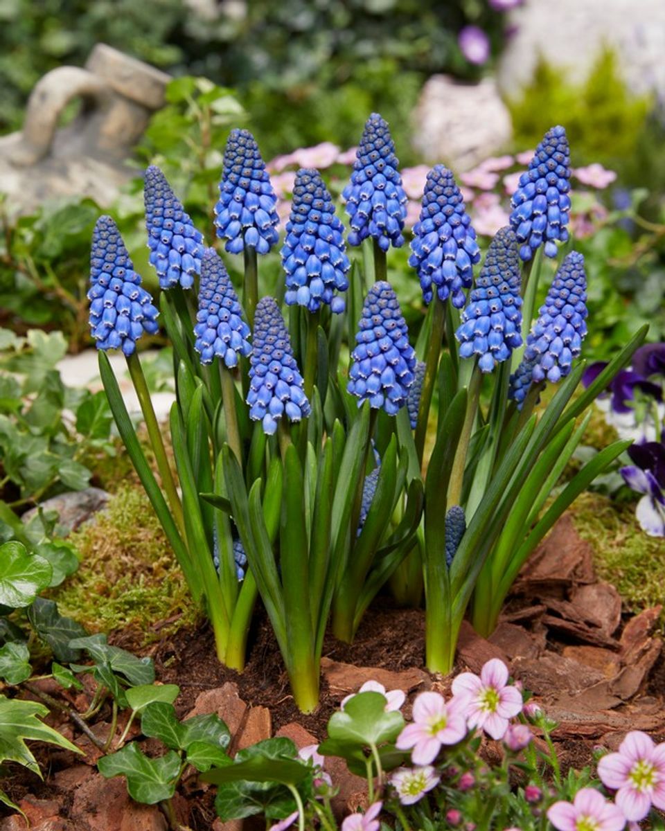 Muscari Big Smile (S27 cm T20 cm) – Bitkiler Toptan Satış FlorAccess