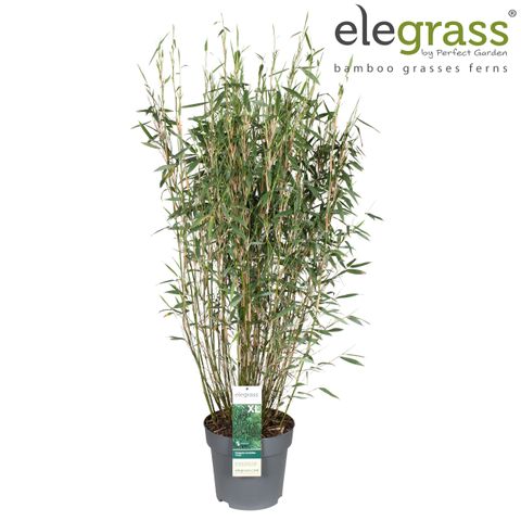 Fargesia murielae 'Panda'