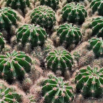 Echinopsis eyriesii