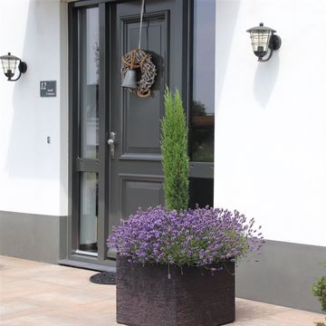 Cupressus sempervirens 'Totem'