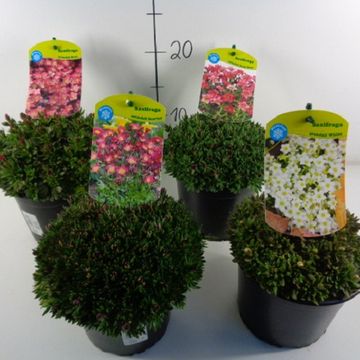 Saxifraga ALPINO MIX