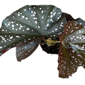 Begonia palmata