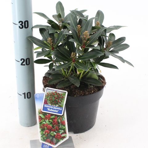 Skimmia japonica RUBESTA