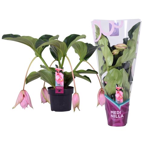 Medinilla magnifica