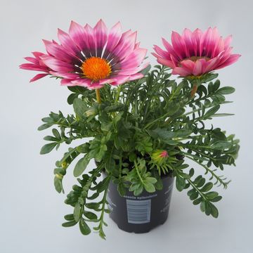 Gazania rigens 'New Day Pink Shades'