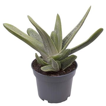 Gasteria 'Dragon Skin'