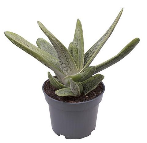 Gasteria 'Dragon Skin'