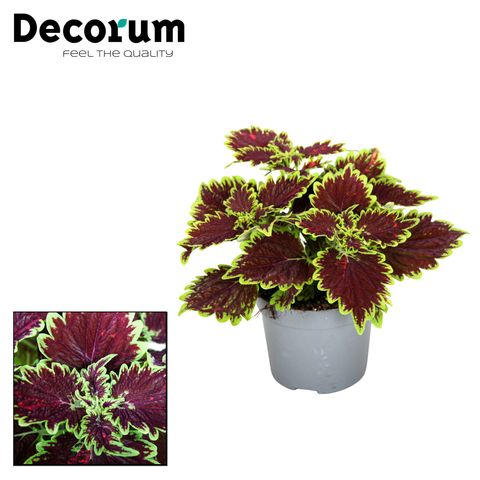 Plectranthus scutellarioides MAIN STREET BOURBON STREET