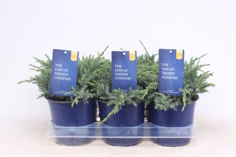 Juniperus squamata 'Blue Carpet'