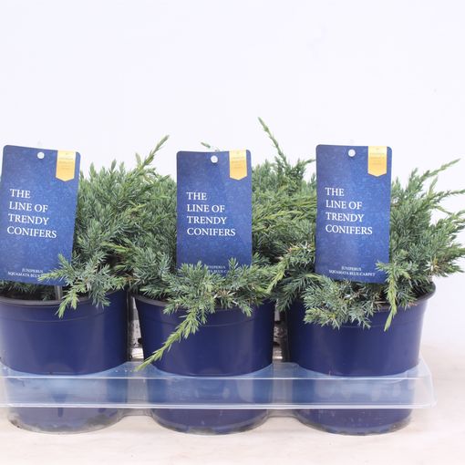 Juniperus squamata 'Blue Carpet' (Vredebest, Kwekerij)