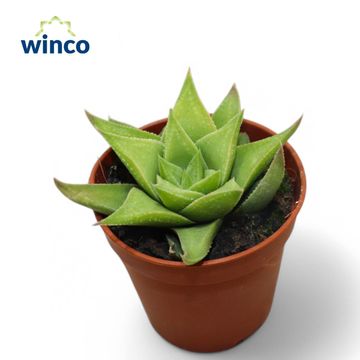 Haworthia angustifolia baylissii