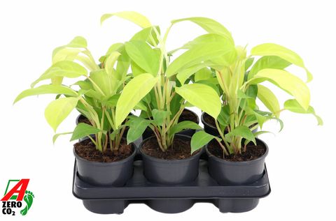 Filodendro 'Malay Gold'