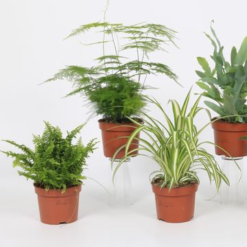 Plantas o interior MIX