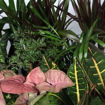 Houseplants MIX