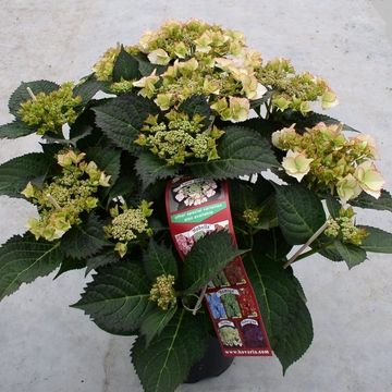 Hydrangea macrophylla HOVARIA LOVE YOU KISS
