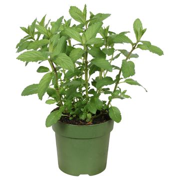 Mentha x piperita 'Swiss'