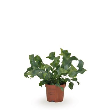 Phlebodium aureum 'Blue Star'