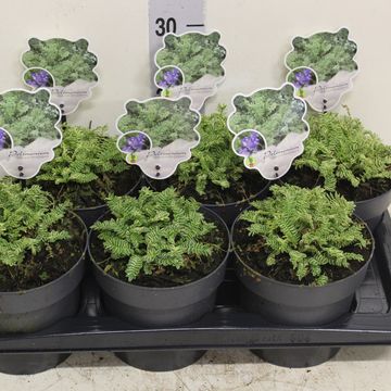 Polemonium caeruleum BRISE D'ANJOU