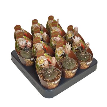 Gymnocalycium stellatum