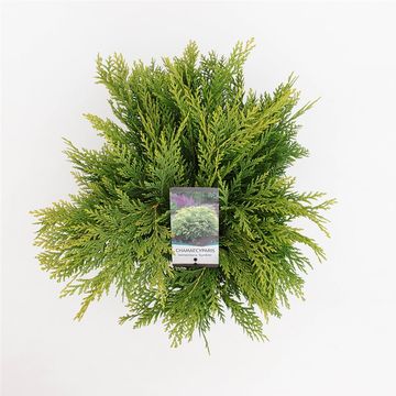 Chamaecyparis lawsoniana 'Sunkist'