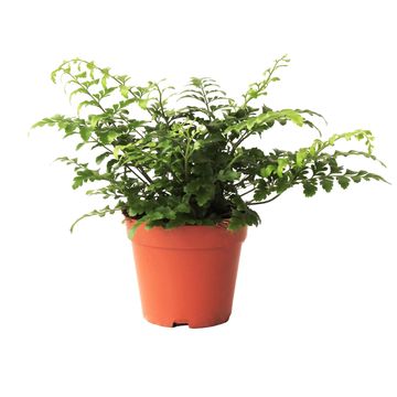 Asplenium 'Parvati'