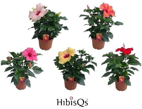 Hibiscus rosa-sinensis MIX