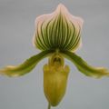 Paphiopedilum Maudiae x holdenii x Supersuk