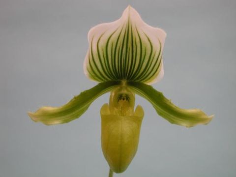 Paphiopedilum Maudiae x holdenii x Supersuk