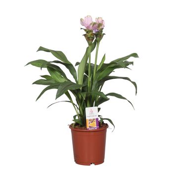 Curcuma alismatifolia SIAM SWEET