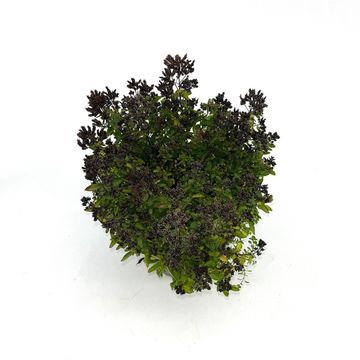 Origanum vulgare 'Compactum'