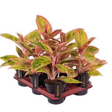 Aglaonema 'Salmon Fantasy'