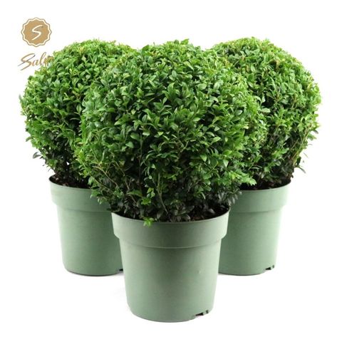 Buxus sempervirens