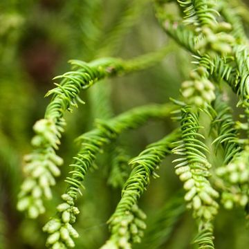 Cryptomeria japonica 'Rasen'