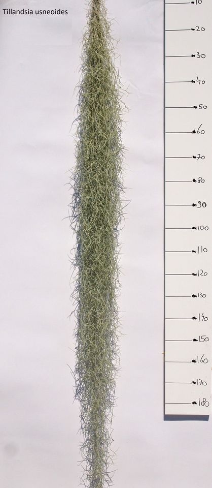 Tillandsia usneoides