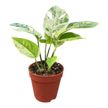 Epipremnum pinnatum 'Marble'