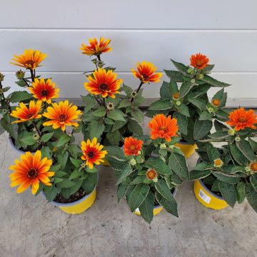 Heliopsis helianthoides 'Sole Scuro'