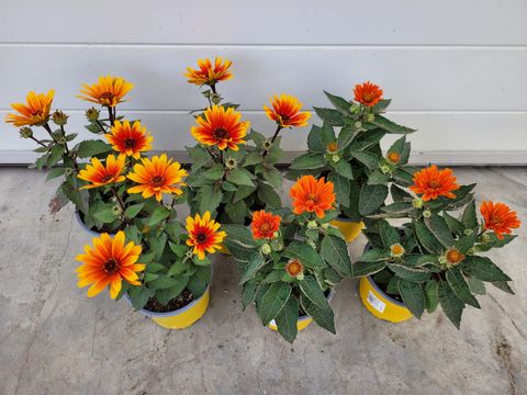 Heliopsis helianthoides 'Sole Scuro'