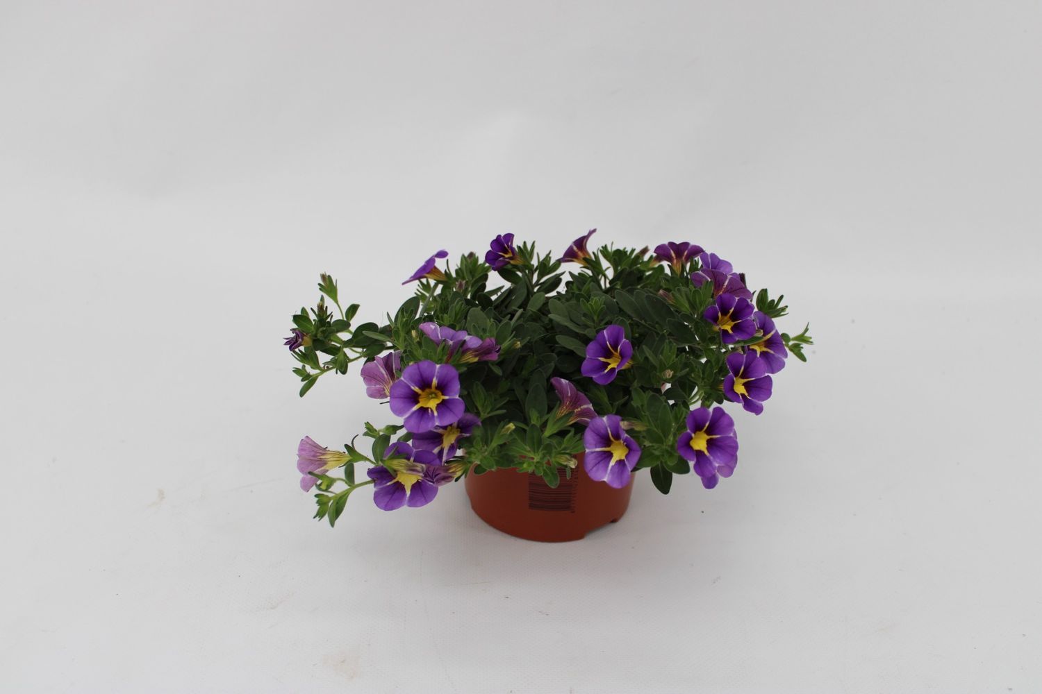 Calibrachoa RAVE BLUE — Plant Wholesale FlorAccess