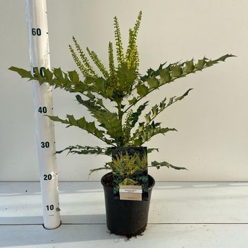 Mahonia x media 'Charity'